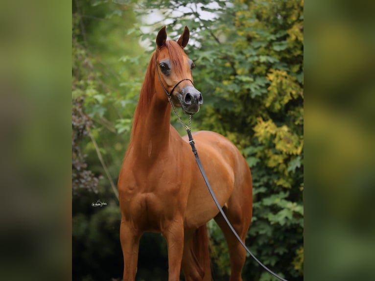 Vollblutaraber Stute 7 Jahre 155 cm Fuchs in Leutershausen