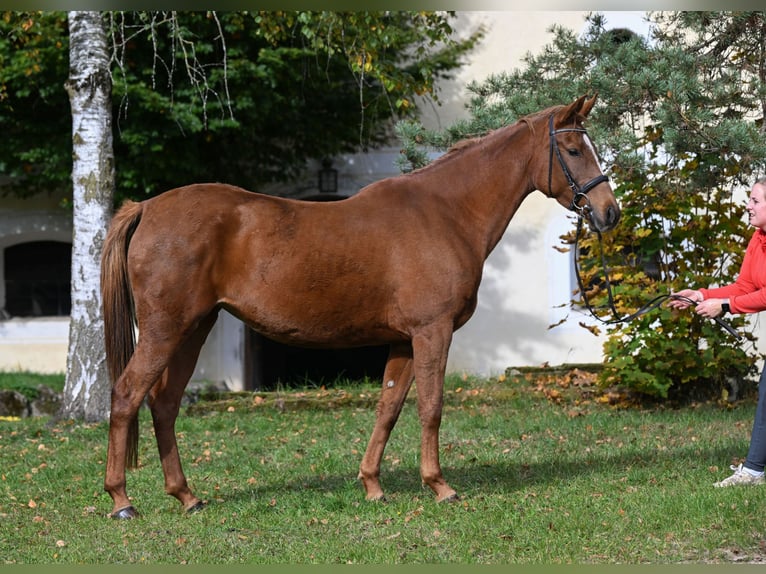 Vollblutaraber Stute 7 Jahre 156 cm Fuchs in Seeon-Seebruck