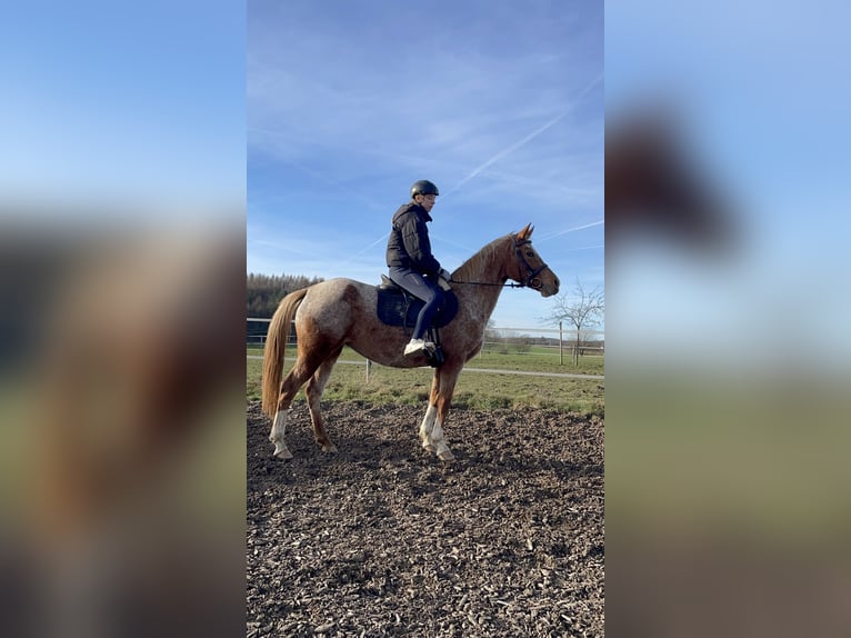 Vollblutaraber Mix Stute 8 Jahre 147 cm Rotschimmel in Windeck