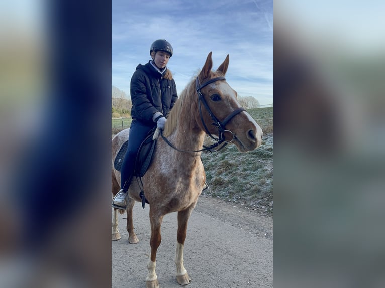 Vollblutaraber Mix Stute 8 Jahre 147 cm Rotschimmel in Windeck