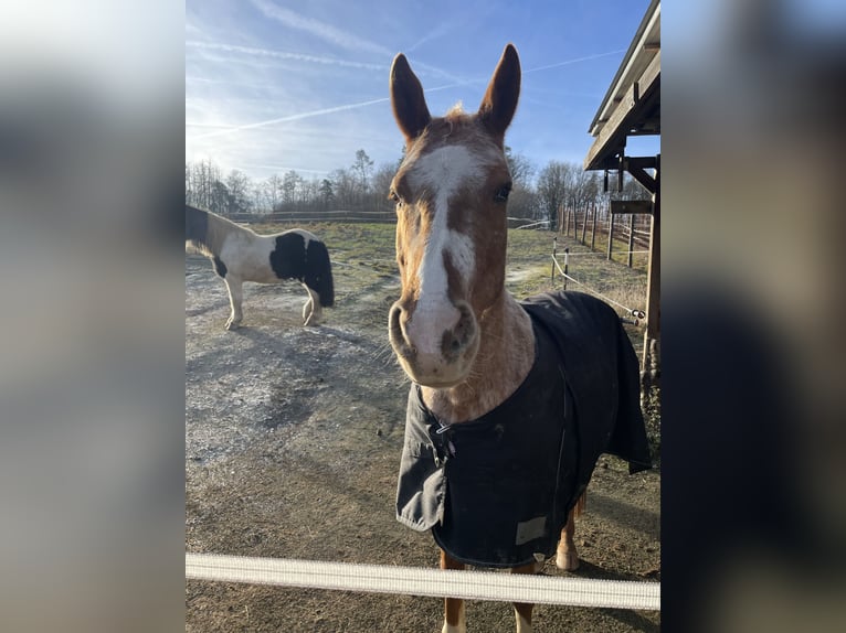 Vollblutaraber Mix Stute 8 Jahre 147 cm Rotschimmel in Windeck