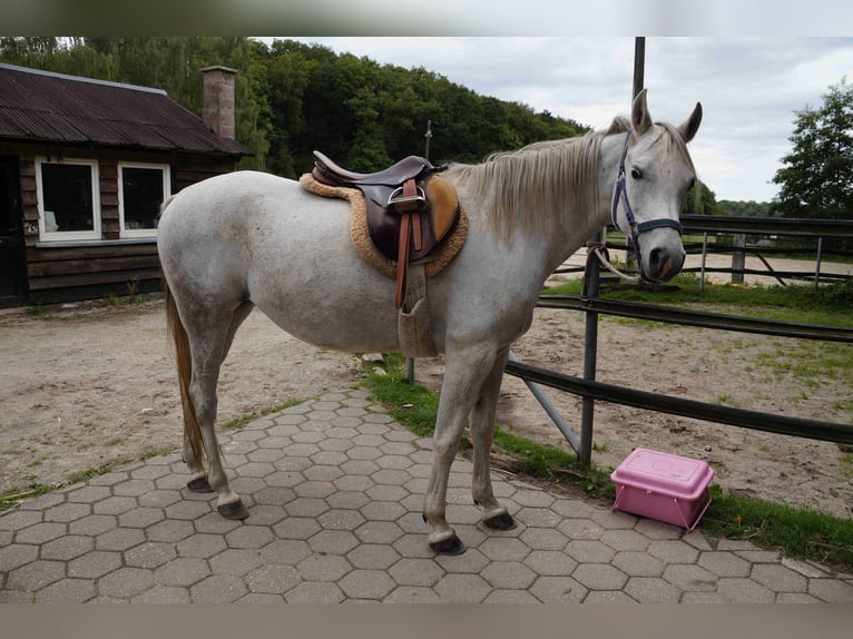 Vollblutaraber Stute 8 Jahre 149 cm Schimmel in Hattingen