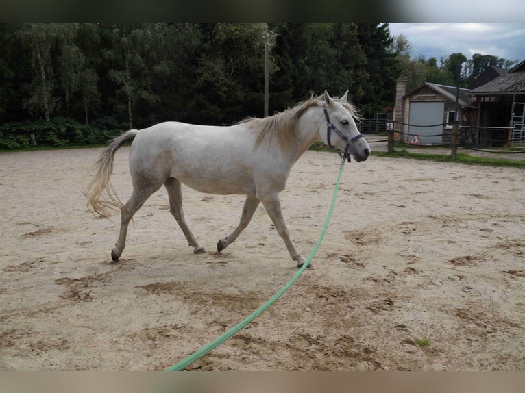 Vollblutaraber Stute 8 Jahre 149 cm Schimmel in Hattingen