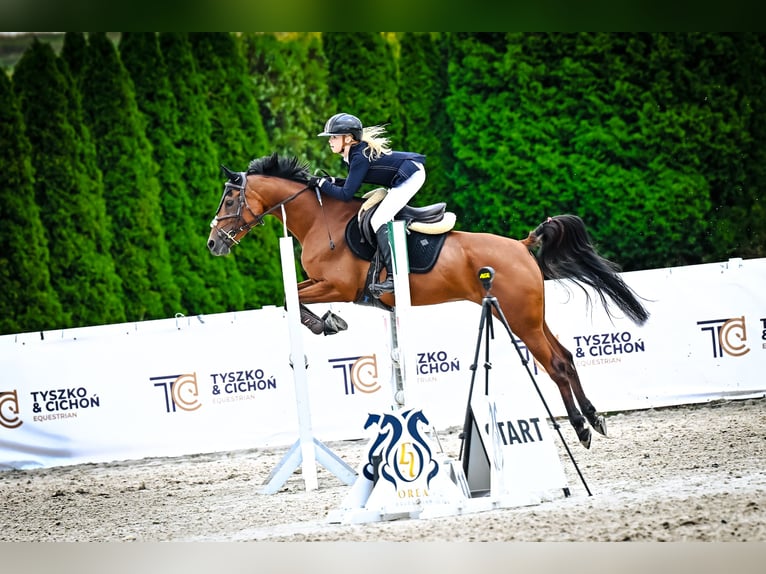 Vollblutaraber Stute 8 Jahre 150 cm Brauner in Tarnowskie Góry