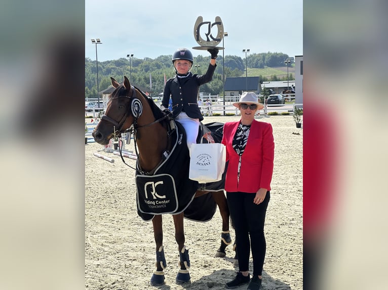 Vollblutaraber Stute 8 Jahre 150 cm Brauner in Tarnowskie Góry