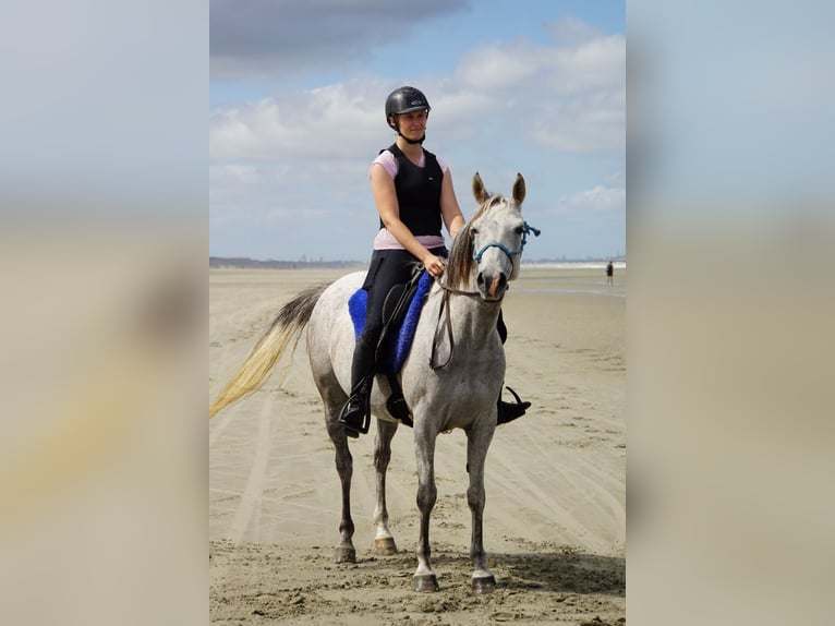 Vollblutaraber Stute 8 Jahre 150 cm Fliegenschimmel in Hooglede