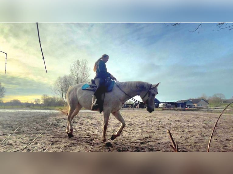 Vollblutaraber Stute 8 Jahre 150 cm Schimmel in Rockanje