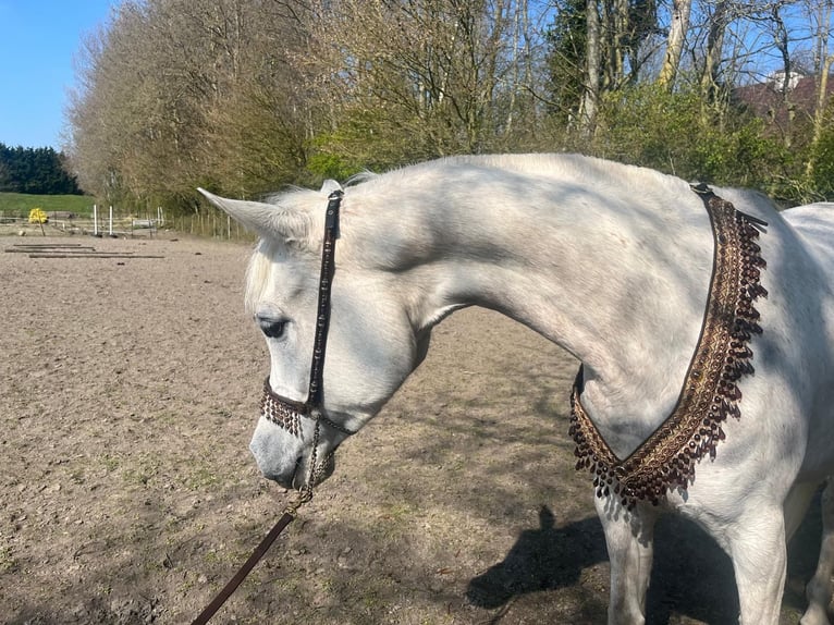 Vollblutaraber Stute 8 Jahre 150 cm Schimmel in Rockanje