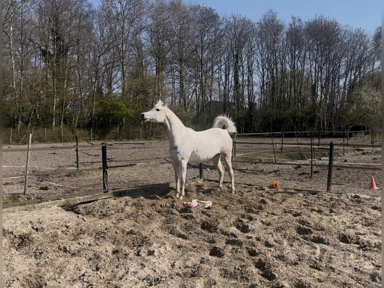 Vollblutaraber Stute 8 Jahre 150 cm Schimmel in Rockanje