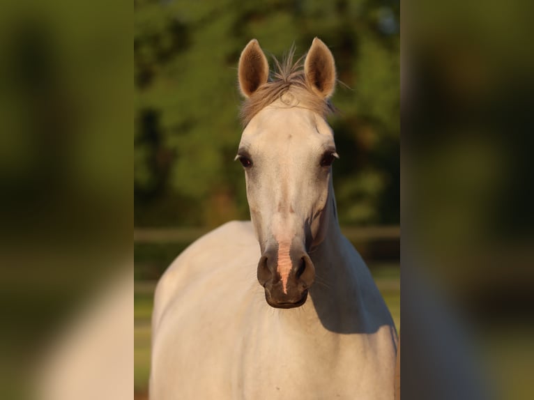 Vollblutaraber Stute 8 Jahre 153 cm Blauschimmel in Blankenheim