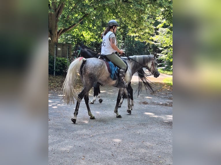 Vollblutaraber Stute 8 Jahre 153 cm Schimmel in Wietze