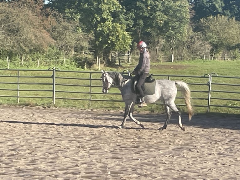 Vollblutaraber Stute 8 Jahre 153 cm Schimmel in Wietze