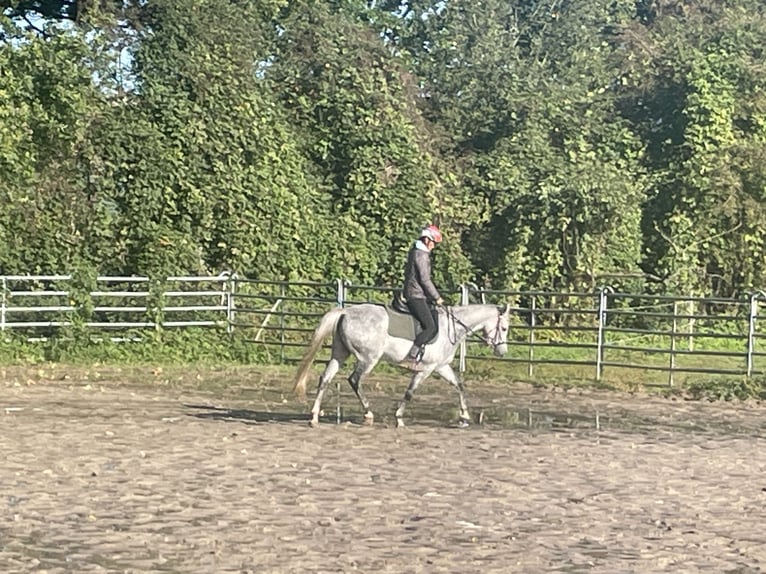 Vollblutaraber Stute 8 Jahre 153 cm Schimmel in Wietze