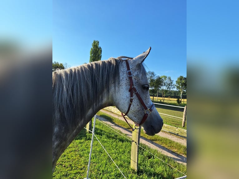 Vollblutaraber Stute 8 Jahre 153 cm Schimmel in Wietze