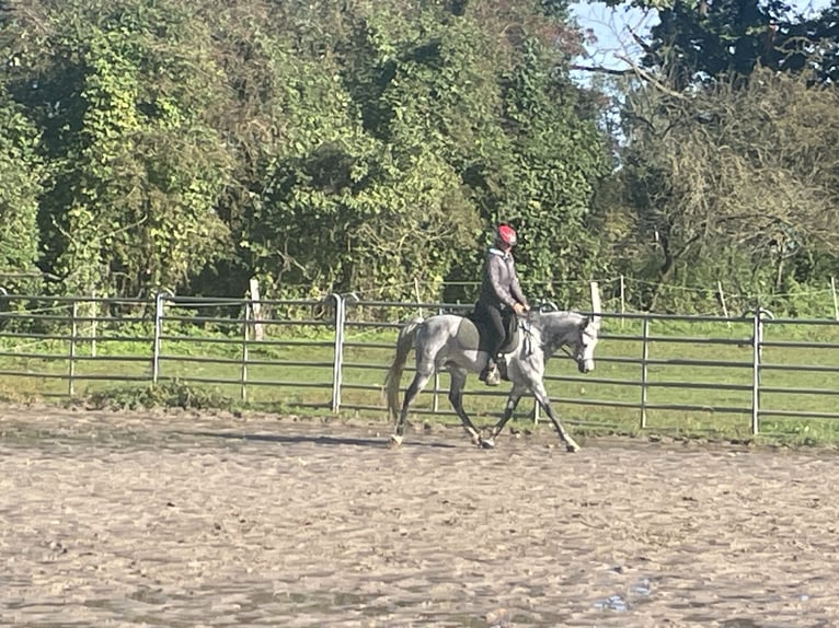 Vollblutaraber Stute 8 Jahre 153 cm Schimmel in Wietze