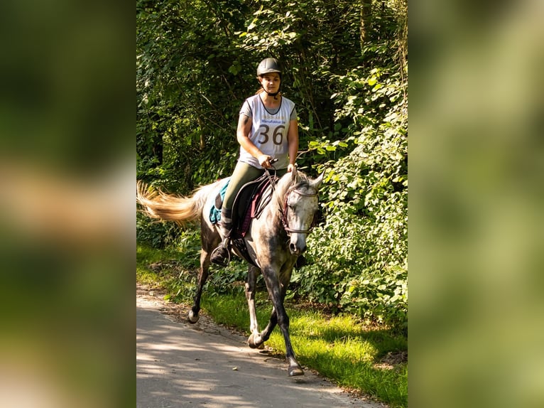 Vollblutaraber Stute 8 Jahre 153 cm Schimmel in Wietze