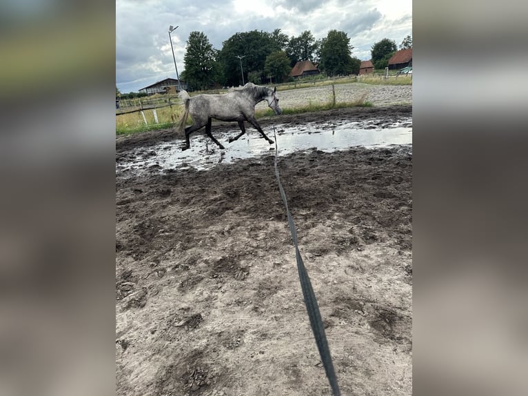 Vollblutaraber Stute 8 Jahre 153 cm Schimmel in Wietze