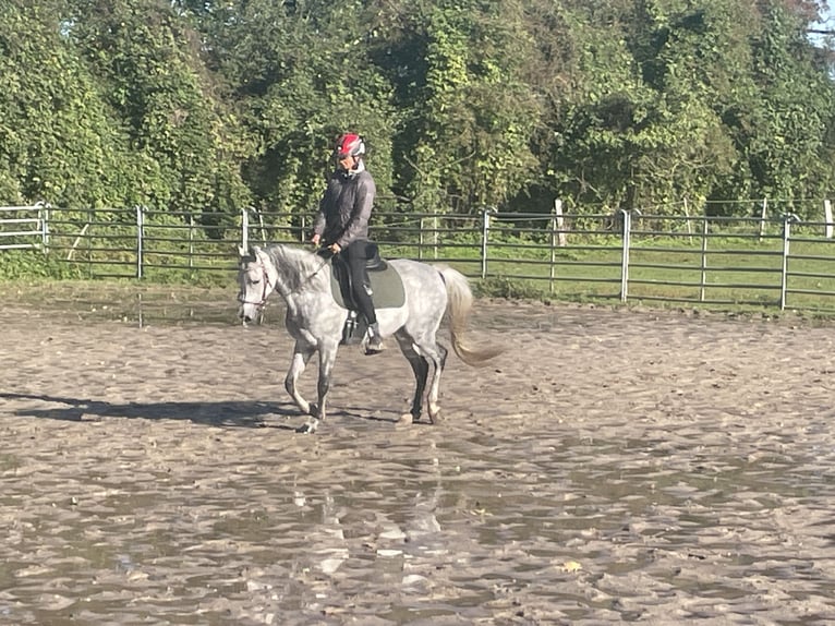 Vollblutaraber Stute 8 Jahre 153 cm Schimmel in Wietze