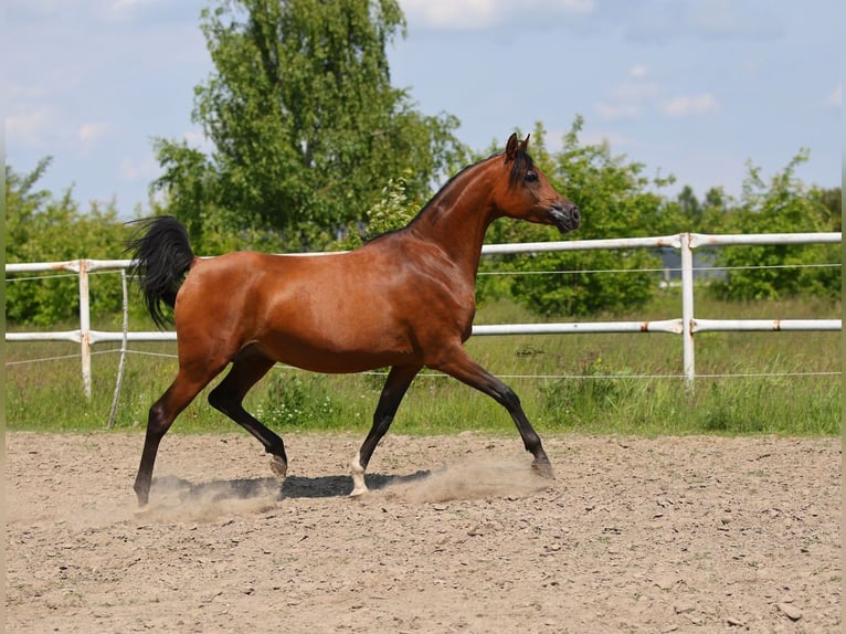 Vollblutaraber Stute 8 Jahre 154 cm Brauner in Lodz