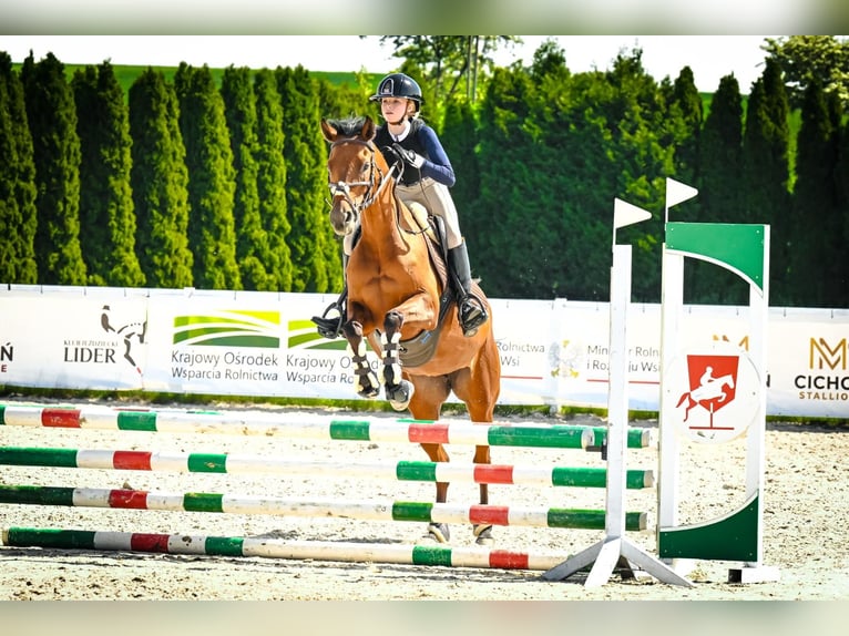 Vollblutaraber Stute 8 Jahre 155 cm Brauner in Tarnowskie Góry