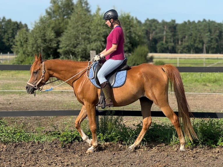 Vollblutaraber Stute 8 Jahre 155 cm Fuchs in Turek