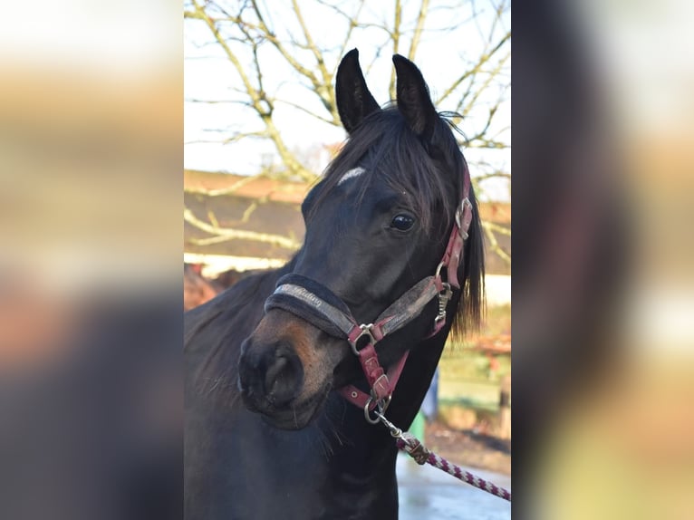 Vollblutaraber Stute 8 Jahre 155 cm Schwarzbrauner in Denia