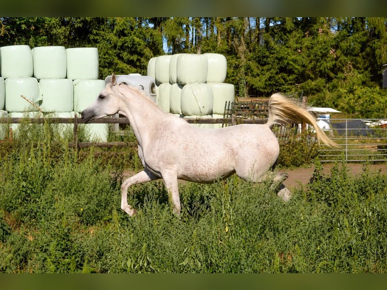 Vollblutaraber Stute 8 Jahre 156 cm Fliegenschimmel in Lanaken