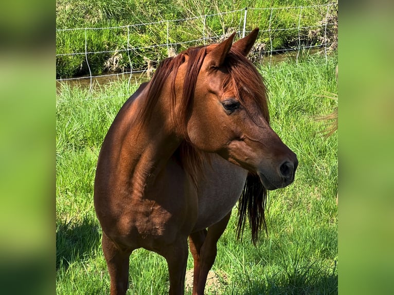 Vollblutaraber Stute 8 Jahre 158 cm Fuchs in Riedlingsdorf