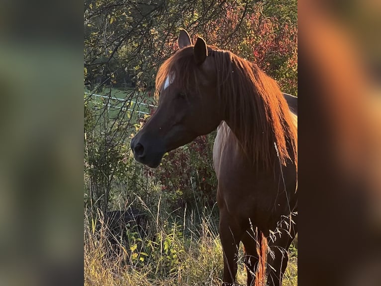Vollblutaraber Stute 8 Jahre 158 cm Fuchs in Riedlingsdorf