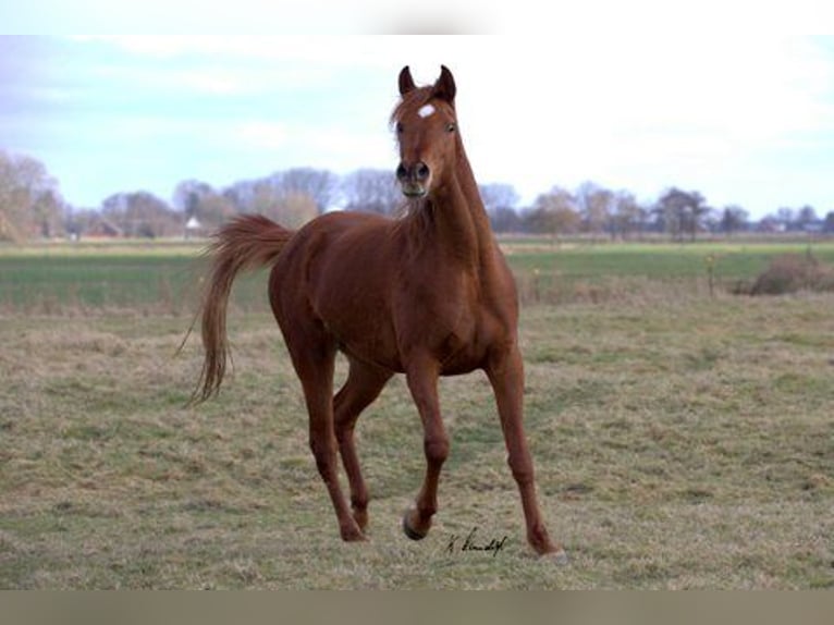 Vollblutaraber Stute 8 Jahre 161 cm Fuchs in Oederquart