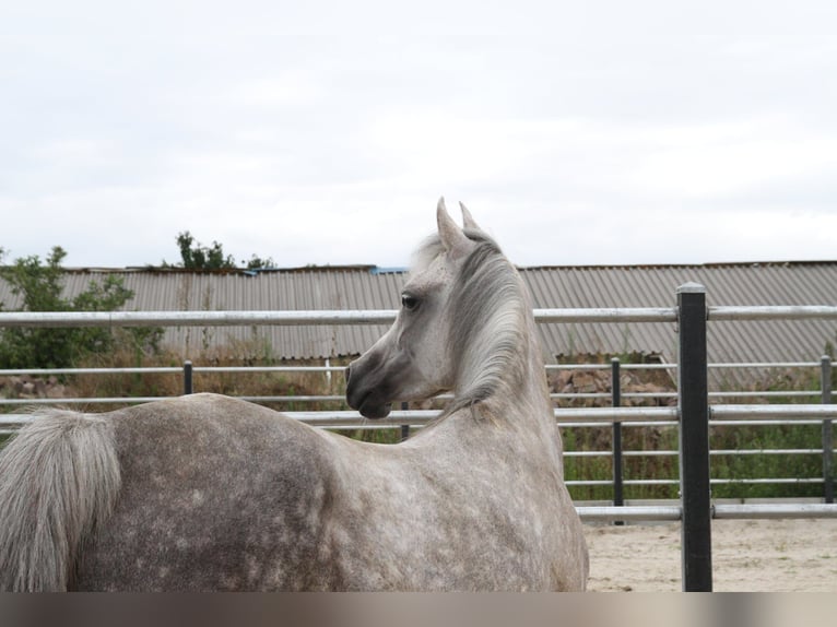 Vollblutaraber Stute 8 Jahre Schimmel in Gent