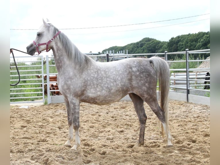 Vollblutaraber Stute 8 Jahre Schimmel in Gent