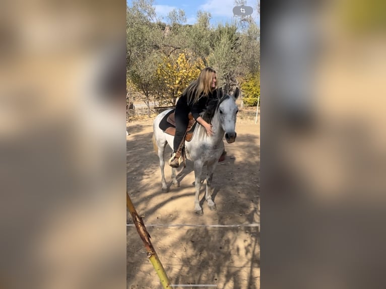 Vollblutaraber Stute 9 Jahre 144 cm Apfelschimmel in Pamfila