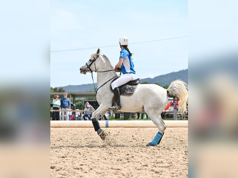 Vollblutaraber Stute 9 Jahre 147 cm Schimmel in Vilert