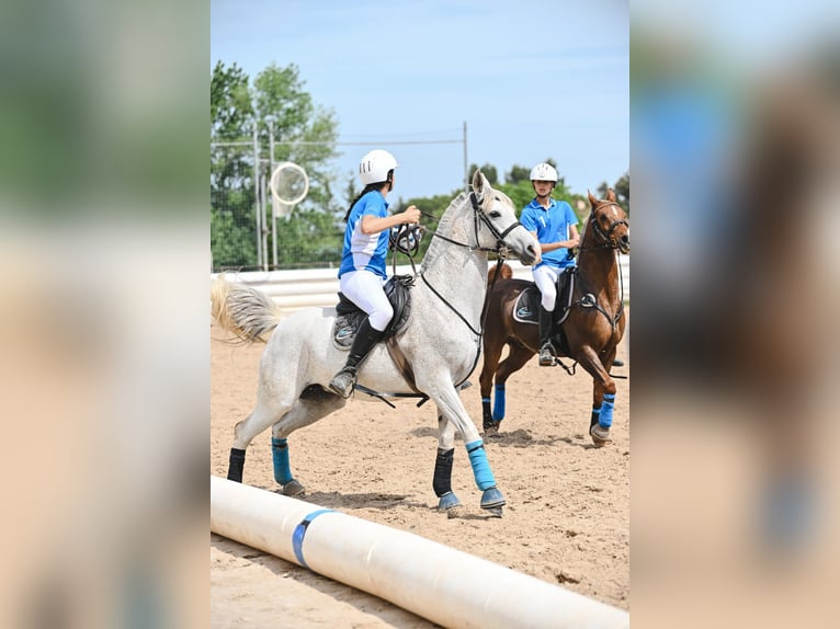 Vollblutaraber Stute 9 Jahre 147 cm Schimmel in Vilert