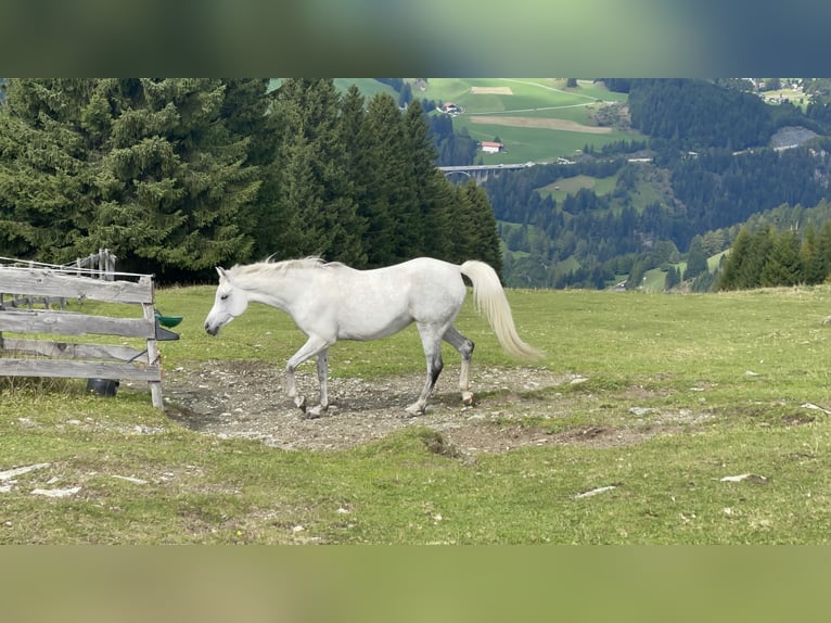 Vollblutaraber Stute 9 Jahre 148 cm Schimmel in Trins