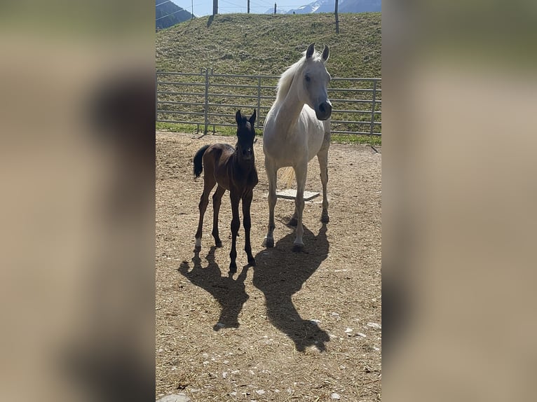 Vollblutaraber Stute 9 Jahre 148 cm Schimmel in Trins