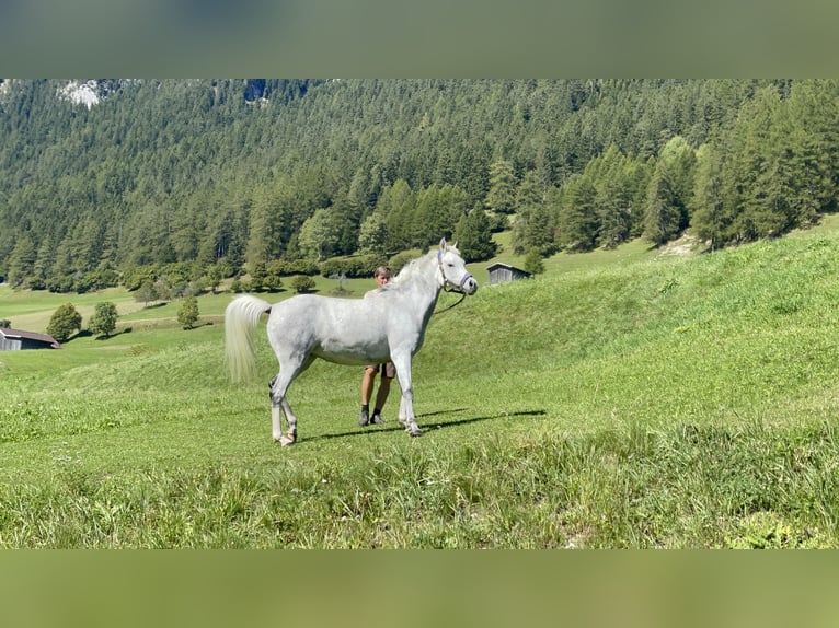 Vollblutaraber Stute 9 Jahre 148 cm Schimmel in Trins
