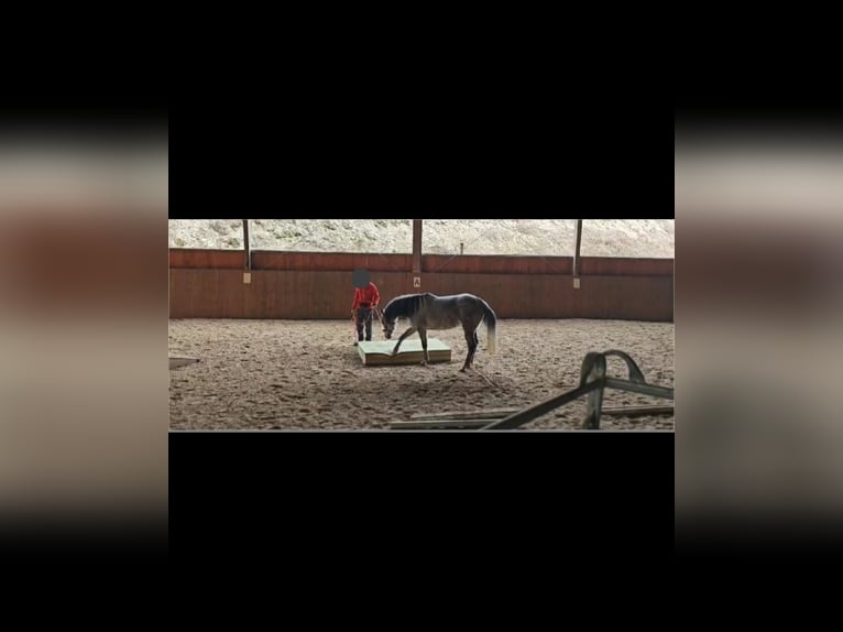 Vollblutaraber Stute 9 Jahre 150 cm Apfelschimmel in Parsberg