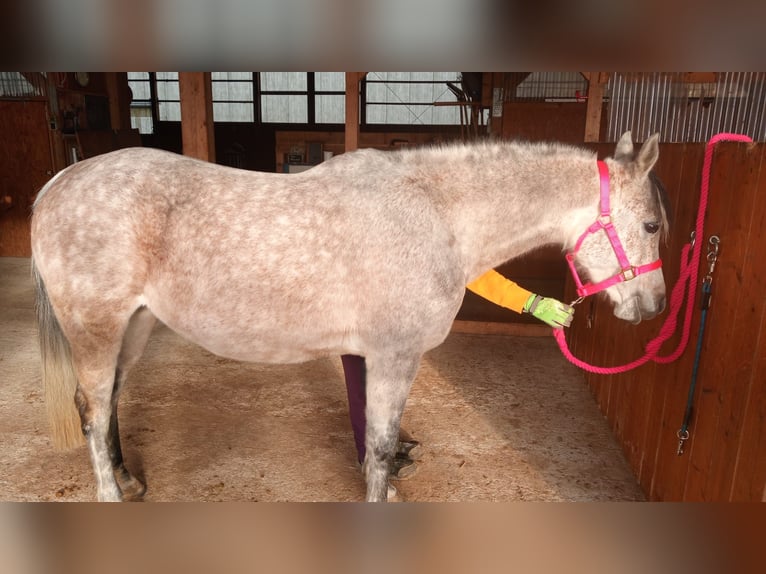 Vollblutaraber Stute 9 Jahre 150 cm Apfelschimmel in Parsberg