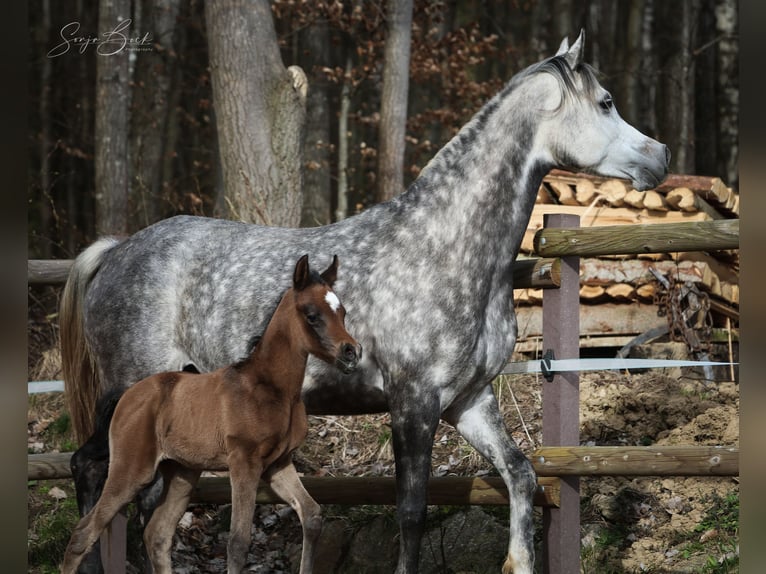 Vollblutaraber Stute 9 Jahre 150 cm Schimmel in Laussa