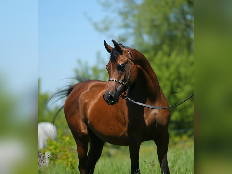 Vollblutaraber Stute 9 Jahre 151 cm Brauner in LODZ