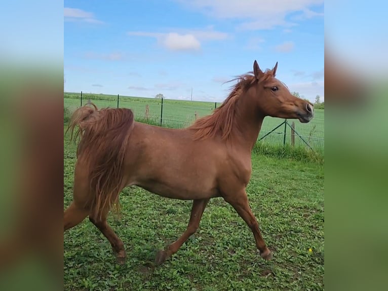 Vollblutaraber Stute 9 Jahre 151 cm Fuchs in BELOEIL