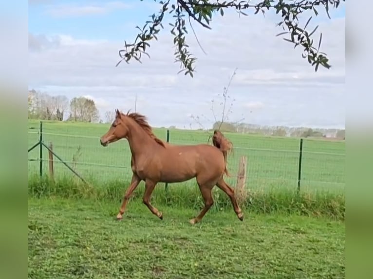 Vollblutaraber Stute 9 Jahre 151 cm Fuchs in BELOEIL