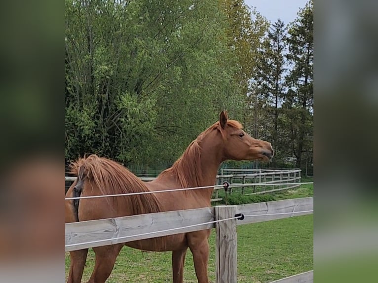 Vollblutaraber Stute 9 Jahre 151 cm Fuchs in BELOEIL