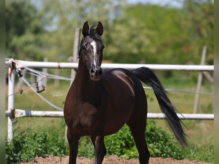 Vollblutaraber Stute 9 Jahre 152 cm Rappe in Lodz