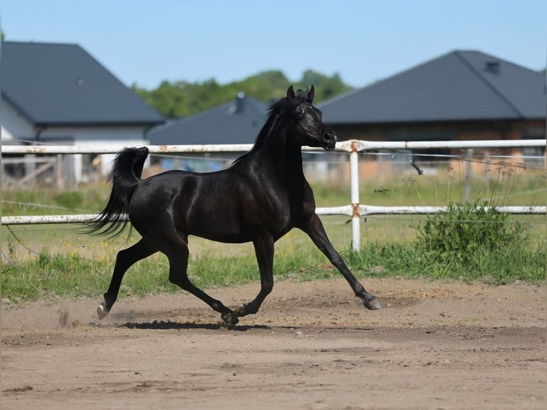 Vollblutaraber Stute 9 Jahre 153 cm Rappe in Lodz