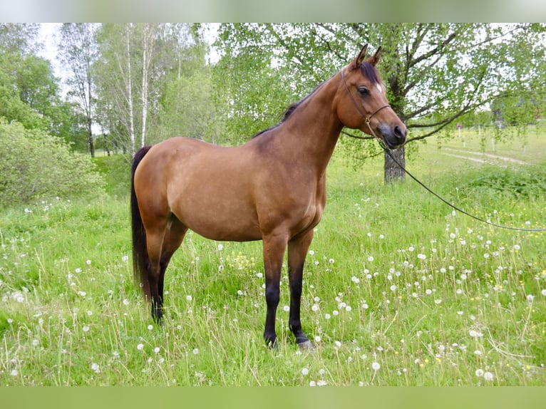 Vollblutaraber Stute 9 Jahre 154 cm Rotbrauner in Klofta