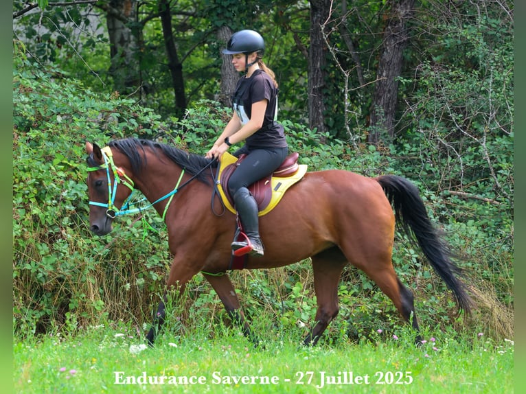 Vollblutaraber Stute 9 Jahre 155 cm Dunkelbrauner in Kehl