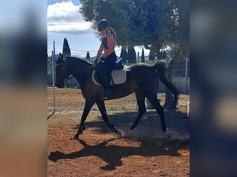 Vollblutaraber Stute 9 Jahre 155 cm Schwarzbrauner in (Denia)